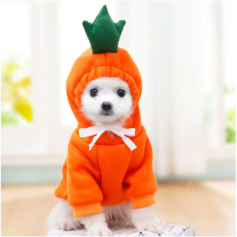 Winter Clothing Pictures - Милая одежда для собак с фруктами